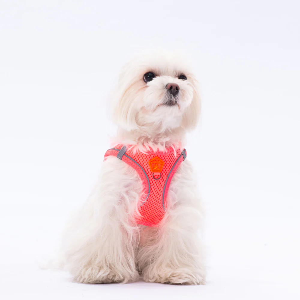 Pawstar Air-Mesh XL