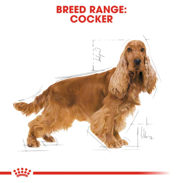 Royal Canin Cocker Adult (3 KG) - Dry food for adult Cocker dogs over 12 months - Image 3