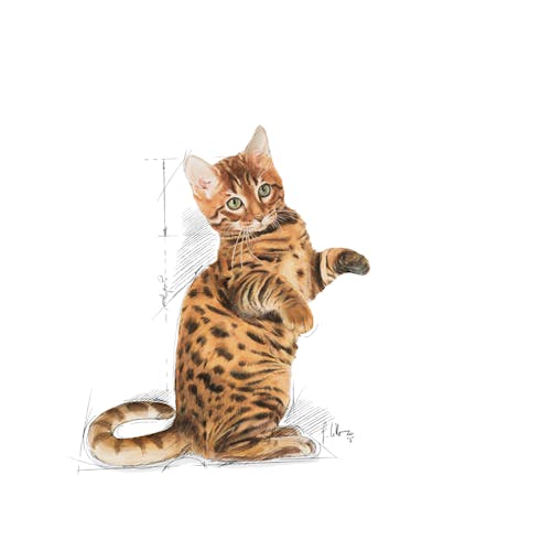 Royal Canin Kitten Sterilised _Dry food for neutered kittens (from 6 to 12 months old) 2 kg - Image 2