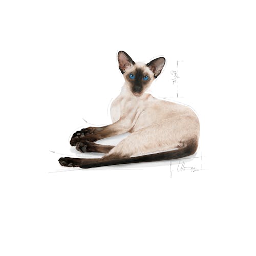 Royal Canin Siamese _Dry Food For Adult cat (2kg) - Image 3