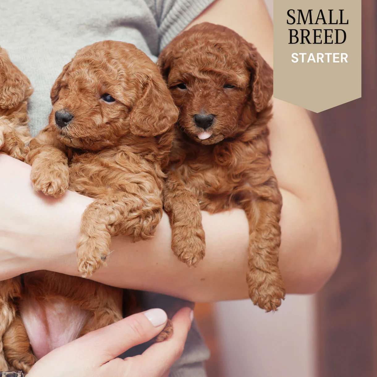 Wags Small Breed - Starter 1kg - Image 3